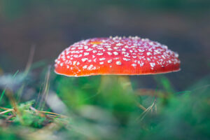 A close-up of a red and white spotted mushroom, likely an Amanita muscaria, growing among grass and moss in a natural outdoor setting.