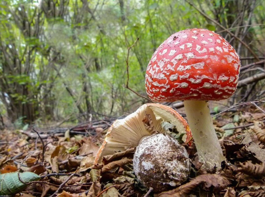 amanita muscara mushroom growing on forest