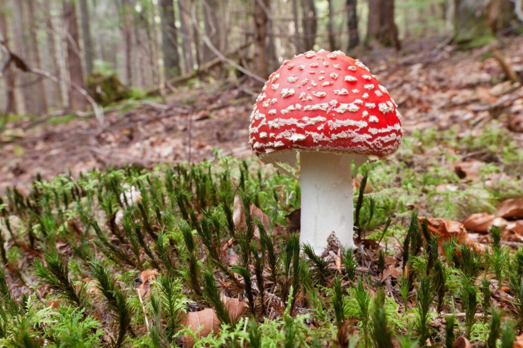 amanita muscaria mushroom
