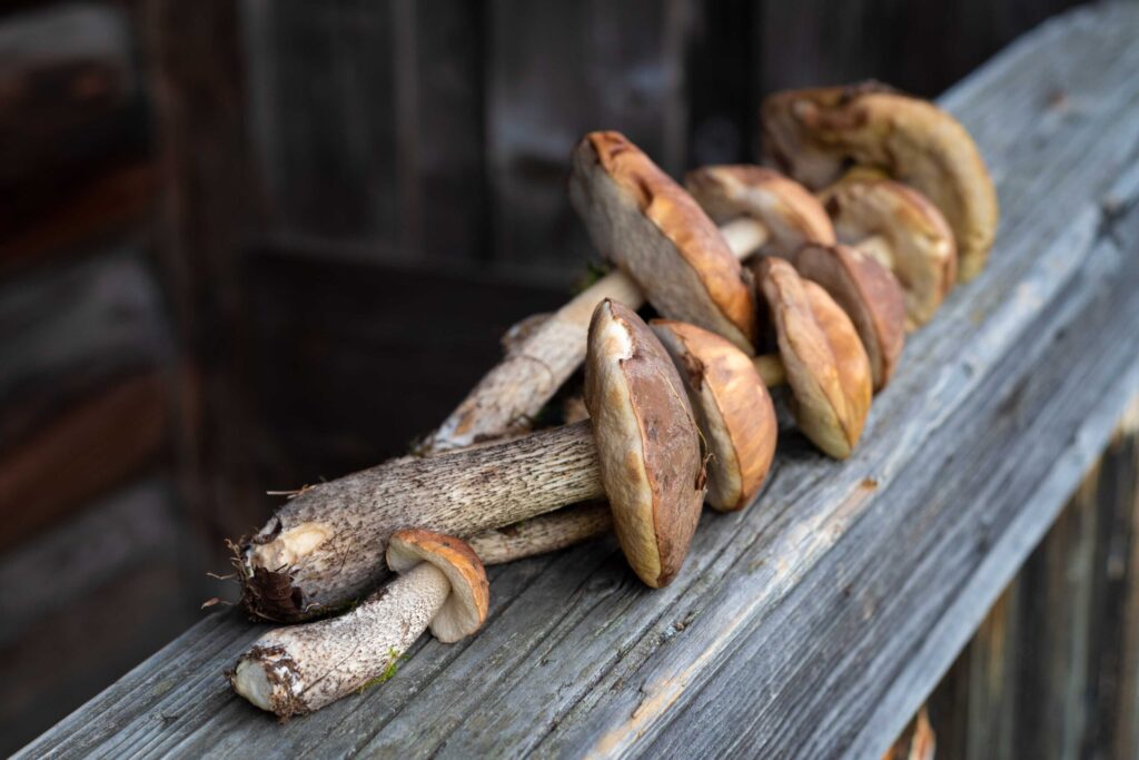 amanita muscaria mushroom drying method