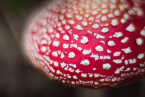 Close-up of a red mushroom cap with white spots, likely an Amanita muscaria, showing detailed texture and color.