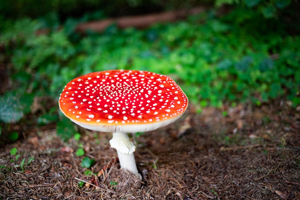 amanita muscaria historical use