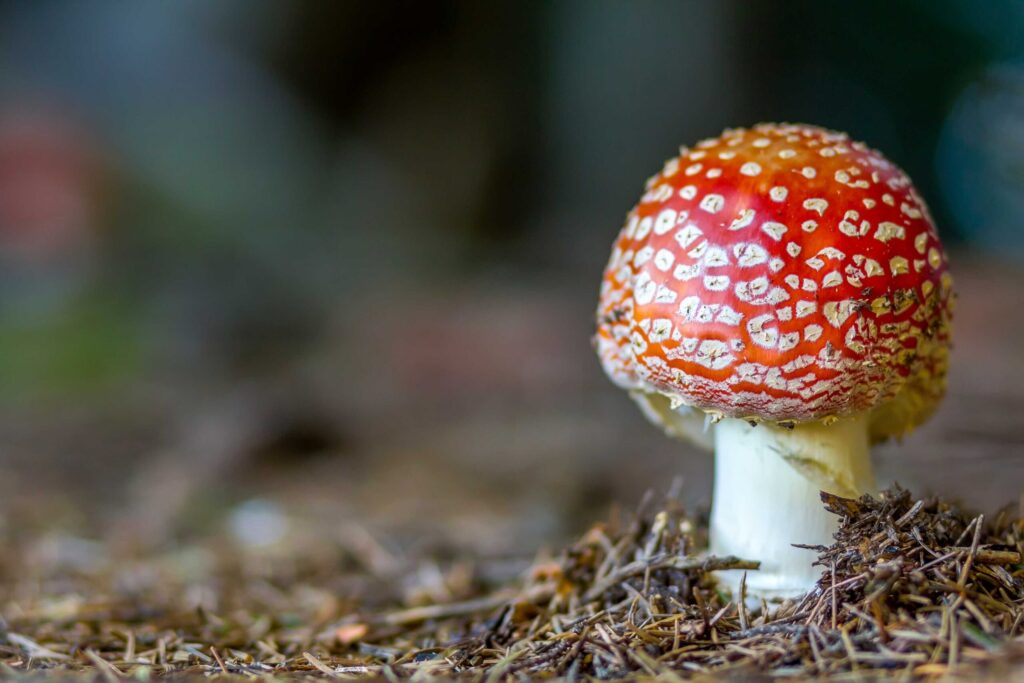 small amanita muscaria in the forest growing